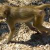 macaque Barbary macaque