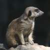 Mongoose Meerkat