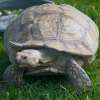 Tortoise African spurred tortoise