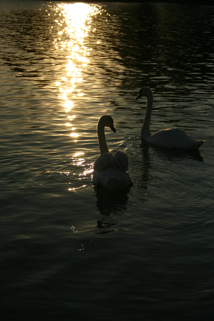Swans in lake Balaton