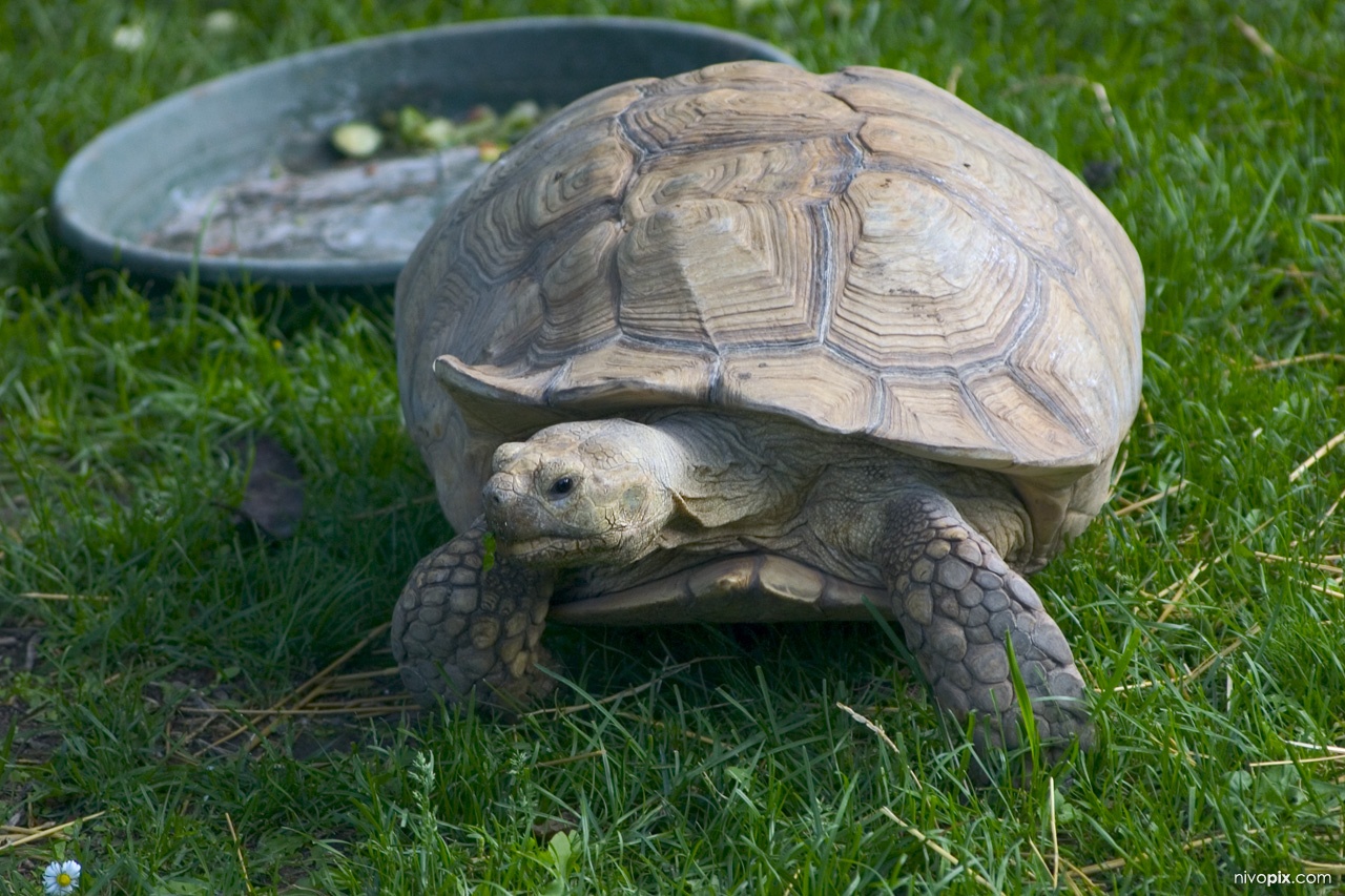 African spurred tortoise (sulcata tortoise)