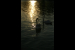 Swans in lake Balaton