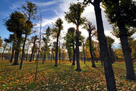 Schönbrunn Palace garden in autumn – Vienna, Austria