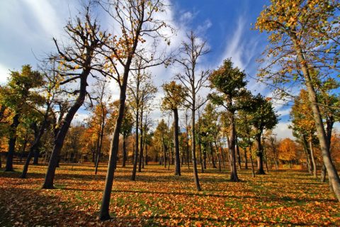 Schönbrunn Palace garden in autumn – Vienna, Austria