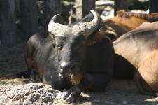 African forest buffalo (Syncerus caffer nanus)