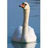 Swan Mute Swan