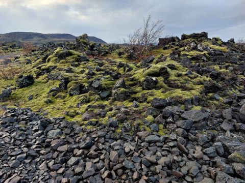 Cetraria islandica - Iceland moss – Borgarnes, Iceland